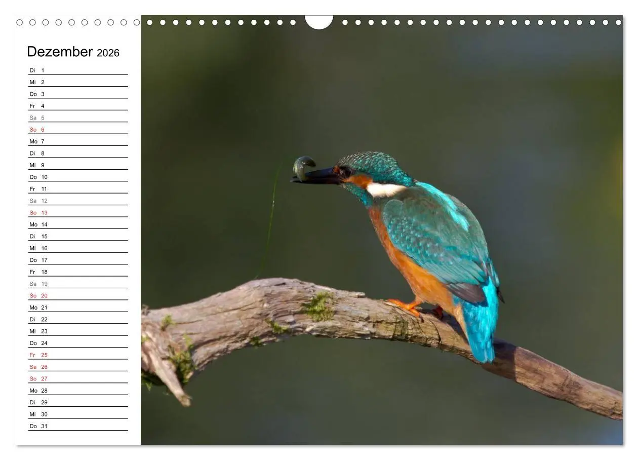 Bild: 9783516189544 | Eisvögel (Wandkalender 2026 DIN A3 quer), CALVENDO Monatskalender