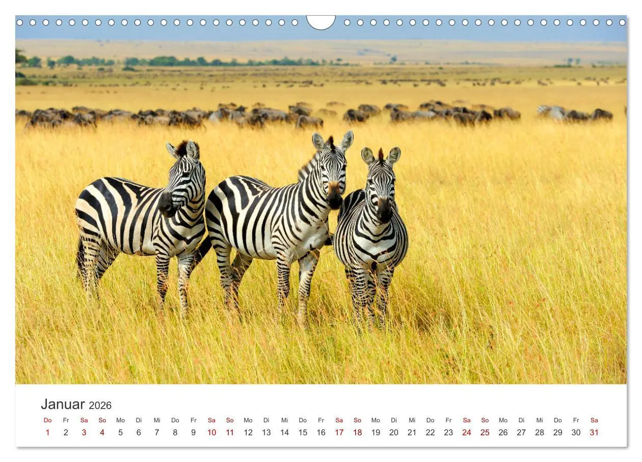 Bild: 9783457539644 | Zebras - Die gestreiften Vierbeiner. (Wandkalender 2026 DIN A3...
