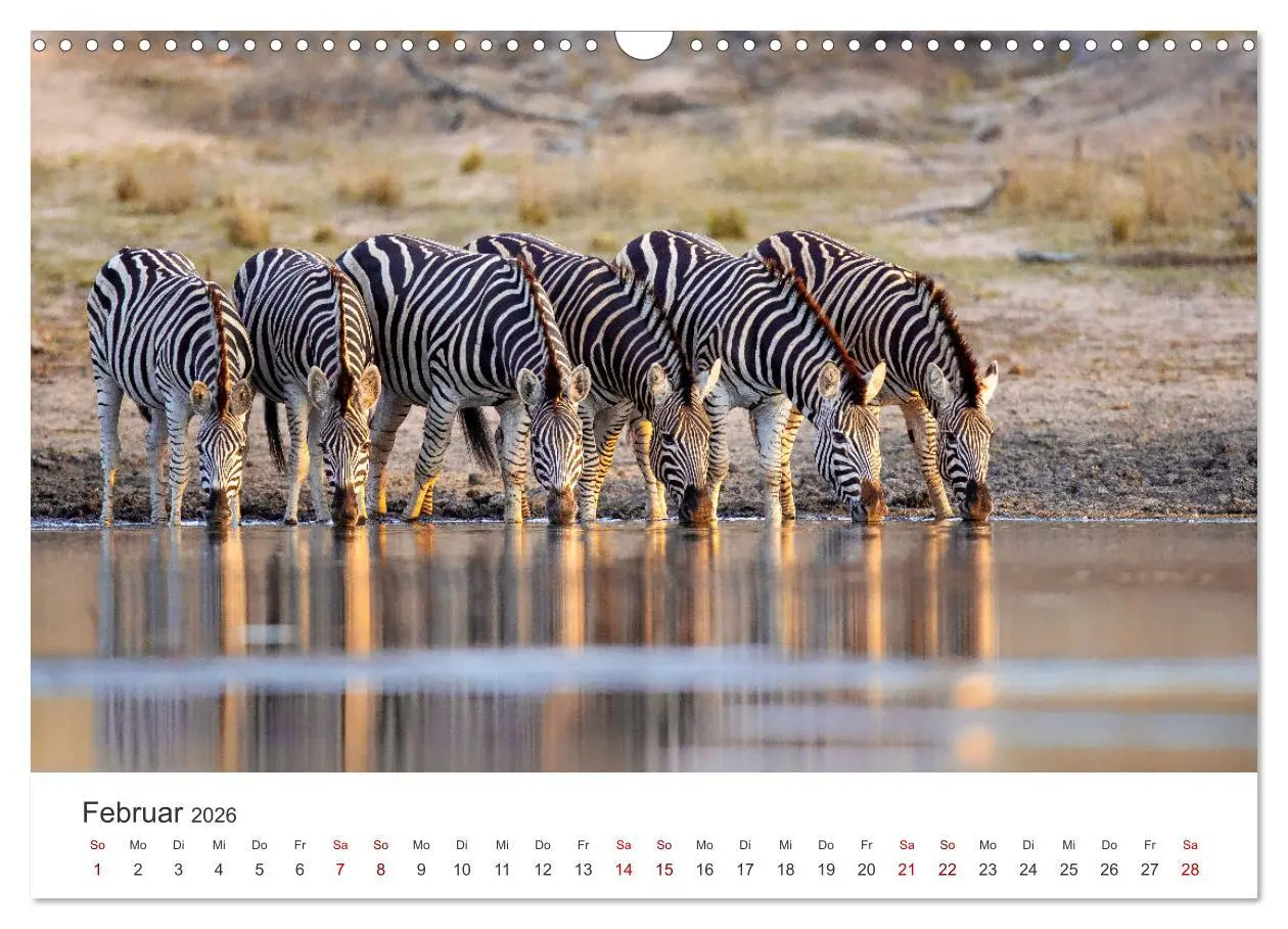 Bild: 9783457539644 | Zebras - Die gestreiften Vierbeiner. (Wandkalender 2026 DIN A3...