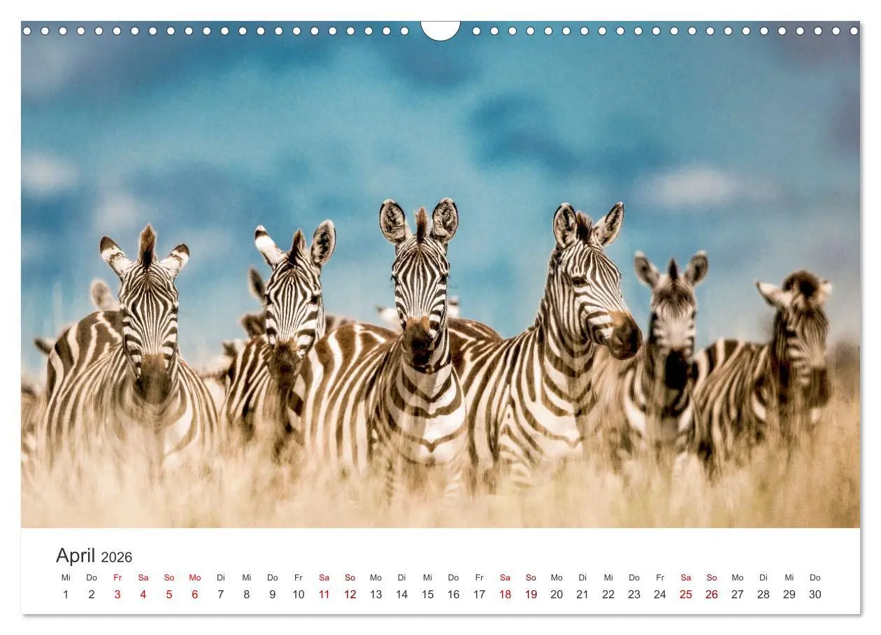 Bild: 9783457539644 | Zebras - Die gestreiften Vierbeiner. (Wandkalender 2026 DIN A3...