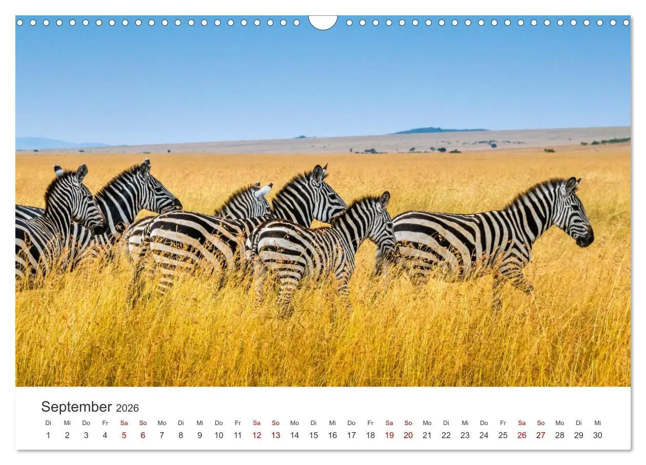Bild: 9783457539644 | Zebras - Die gestreiften Vierbeiner. (Wandkalender 2026 DIN A3...
