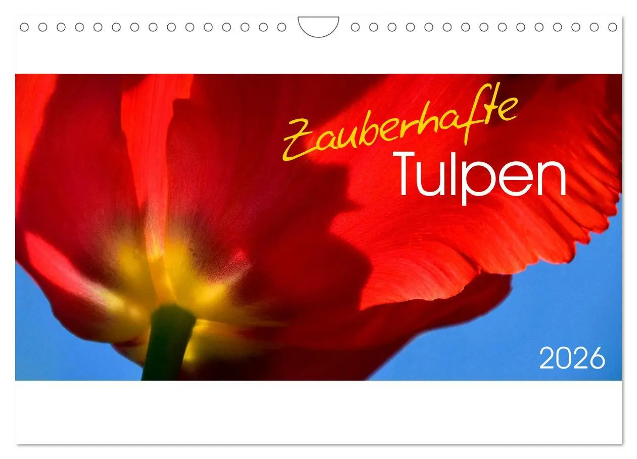 Cover: 9783457919644 | Zauberhafte Tulpen (Wandkalender 2026 DIN A4 quer), CALVENDO...