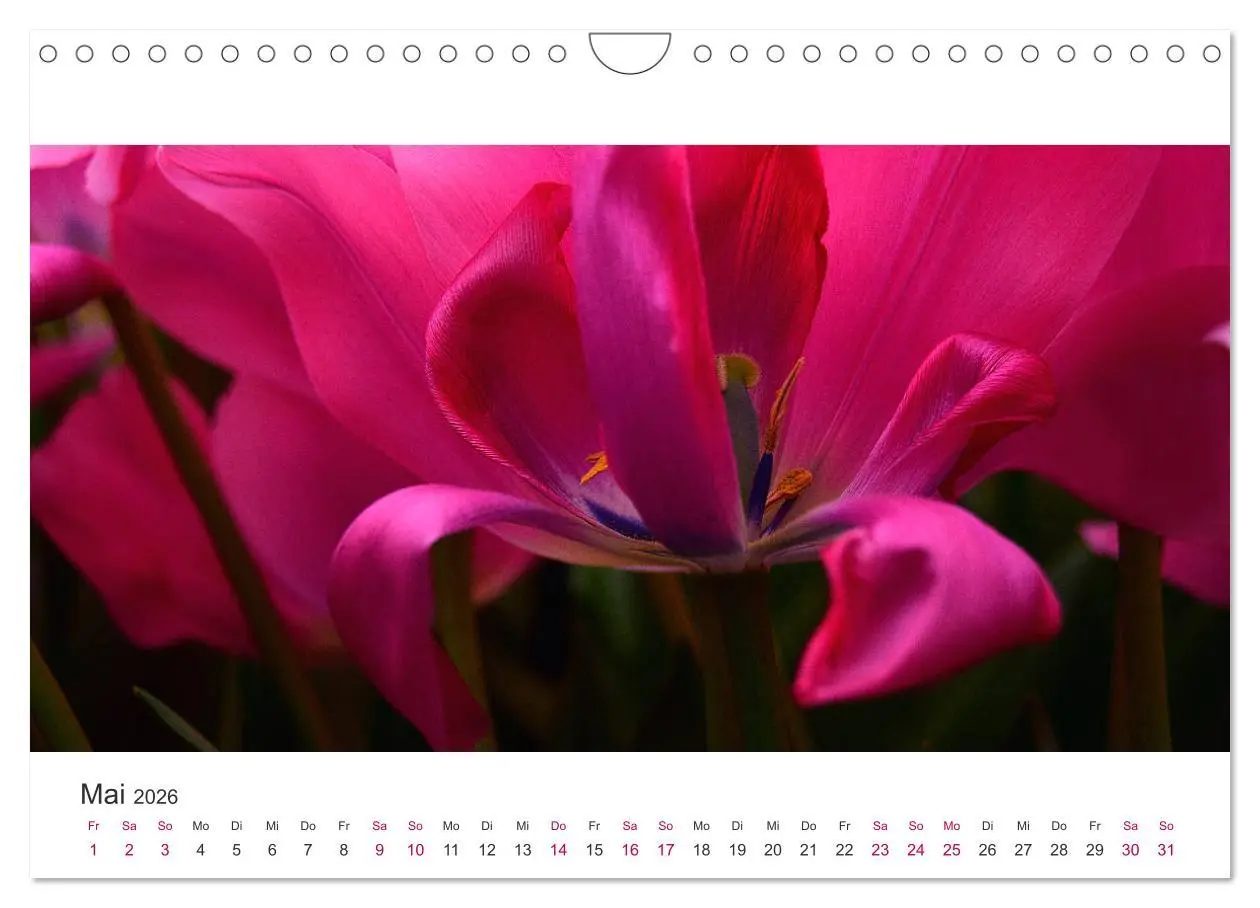 Bild: 9783457919644 | Zauberhafte Tulpen (Wandkalender 2026 DIN A4 quer), CALVENDO...