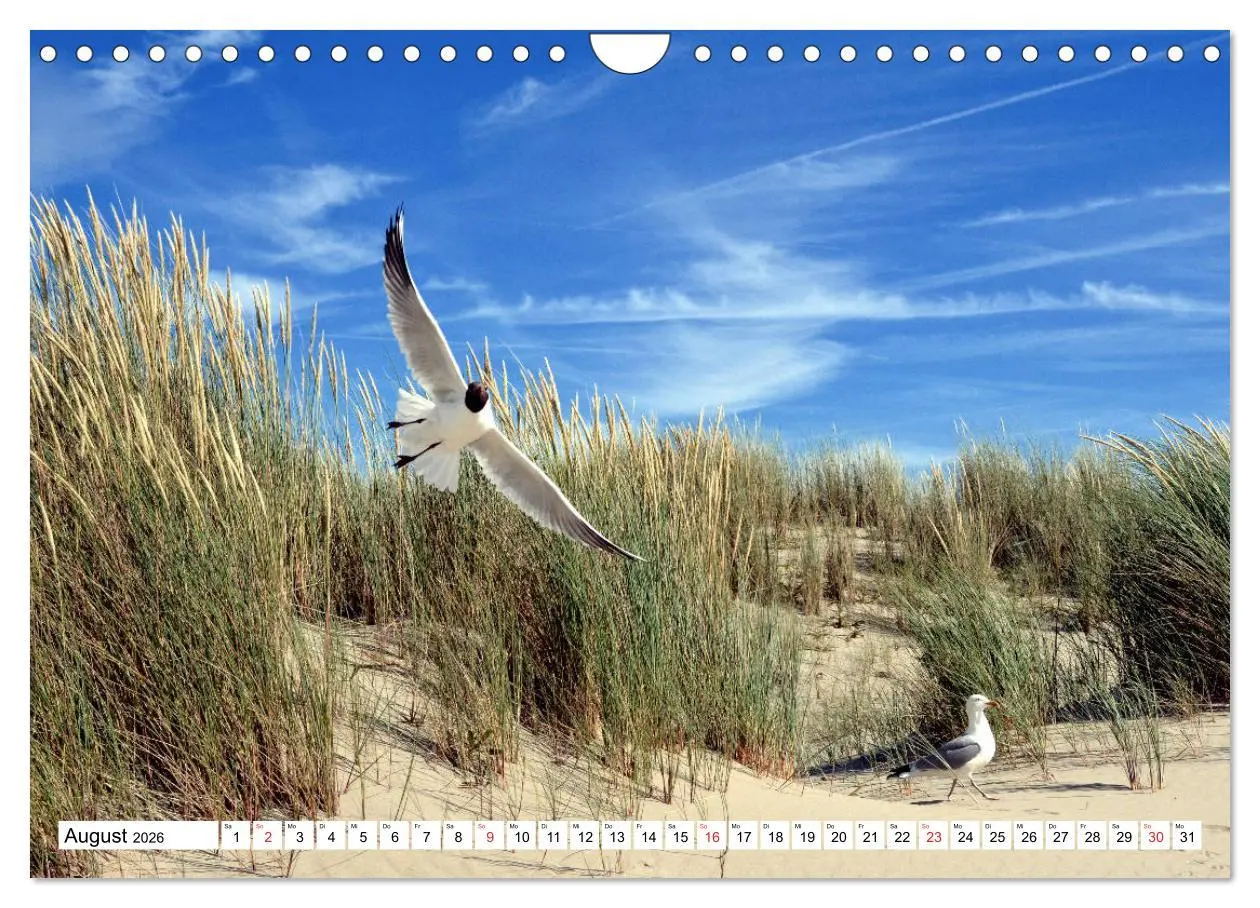 Bild: 9783516229844 | Ouddorp - Nordseeperle (Wandkalender 2026 DIN A4 quer), CALVENDO...
