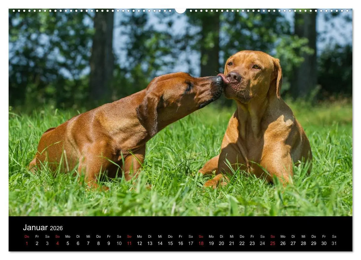 Bild: 9783516149944 | Rhodesian Ridgeback 2026 (hochwertiger Premium Wandkalender 2026...