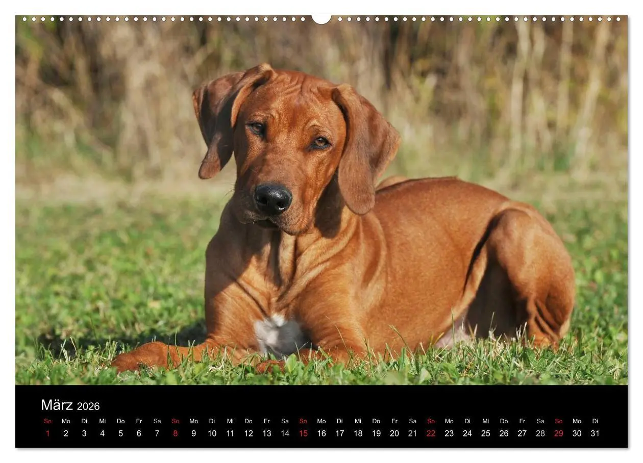 Bild: 9783516149944 | Rhodesian Ridgeback 2026 (hochwertiger Premium Wandkalender 2026...