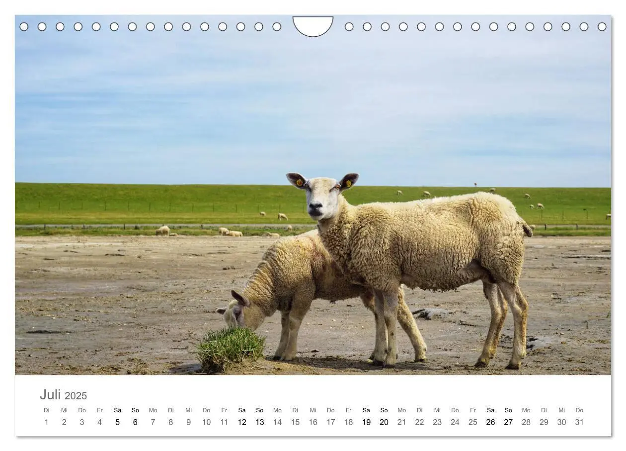 Bild: 9783435220045 | Nordfriesland (Wandkalender 2025 DIN A4 quer), CALVENDO Monatskalender