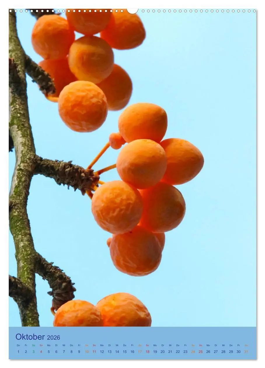 Bild: 9783516400045 | Ginkgo (hochwertiger Premium Wandkalender 2026 DIN A2 hoch),...