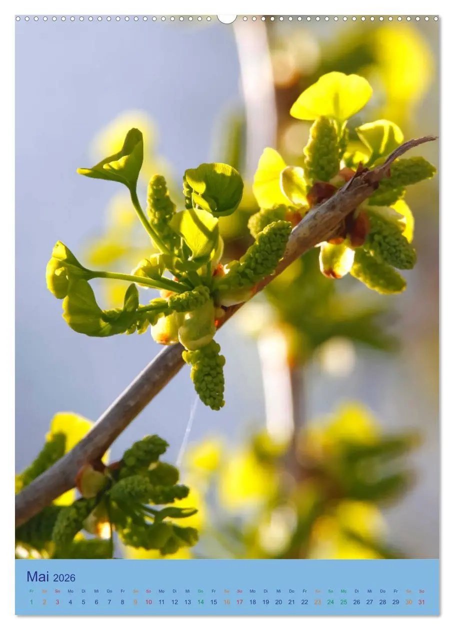 Bild: 9783516400045 | Ginkgo (hochwertiger Premium Wandkalender 2026 DIN A2 hoch),...