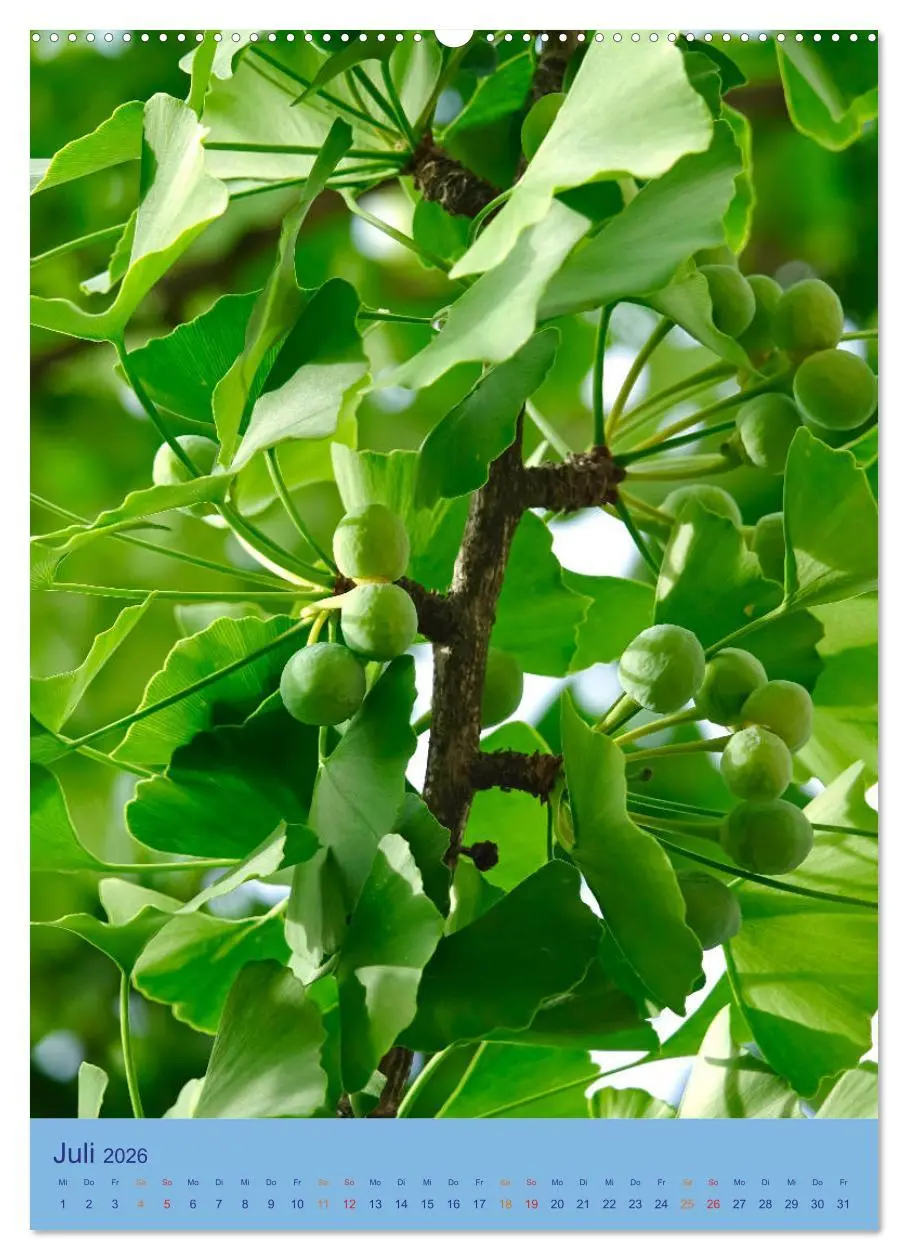 Bild: 9783516400045 | Ginkgo (hochwertiger Premium Wandkalender 2026 DIN A2 hoch),...