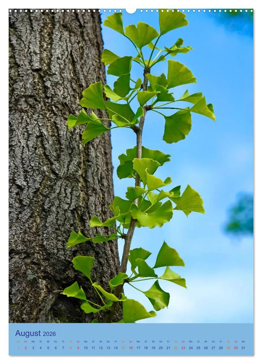 Bild: 9783516400045 | Ginkgo (hochwertiger Premium Wandkalender 2026 DIN A2 hoch),...