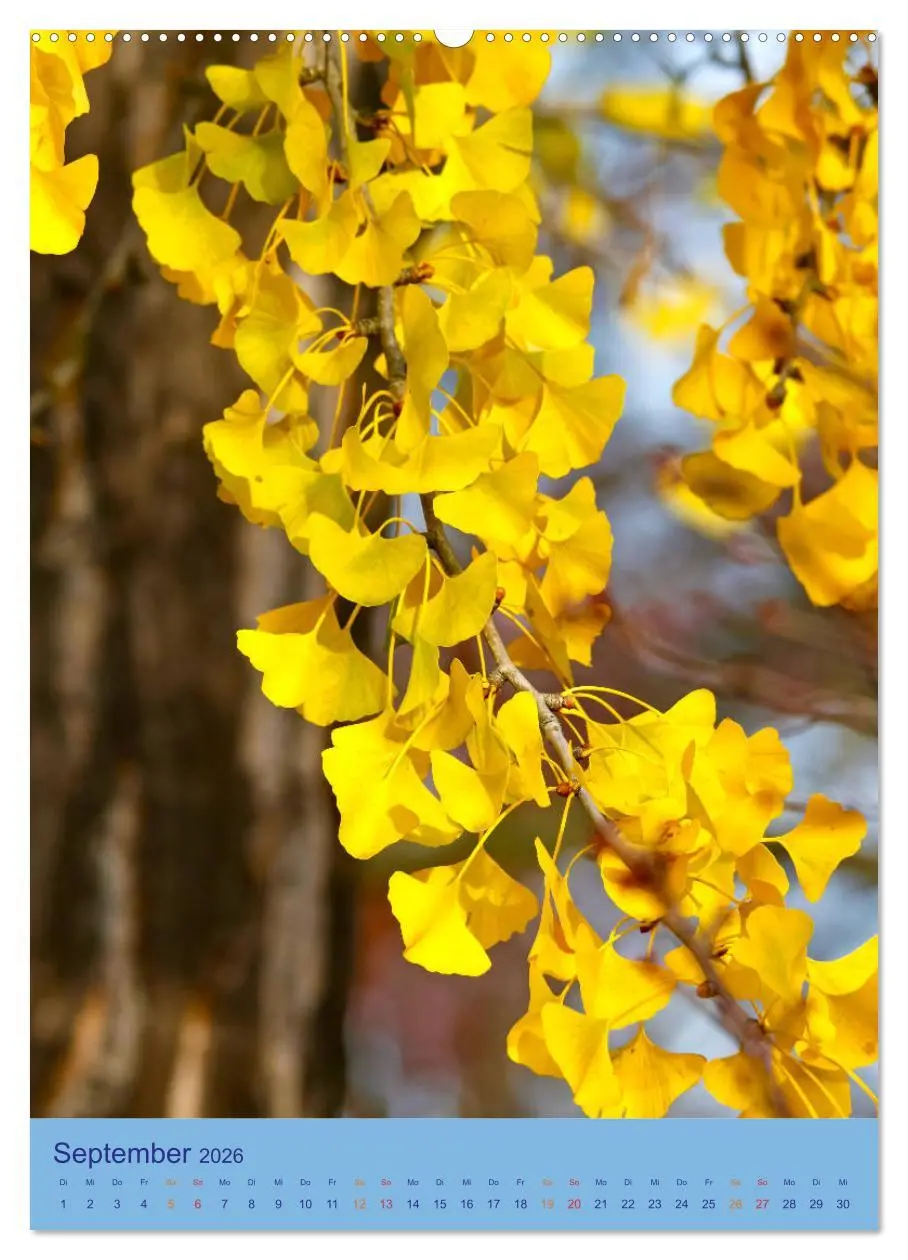 Bild: 9783516400045 | Ginkgo (hochwertiger Premium Wandkalender 2026 DIN A2 hoch),...