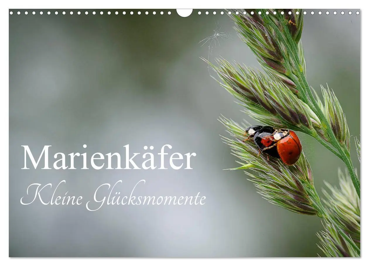 Cover: 9783457780145 | Marienkäfer - kleine Glücksmomente (Wandkalender 2026 DIN A3 quer),...