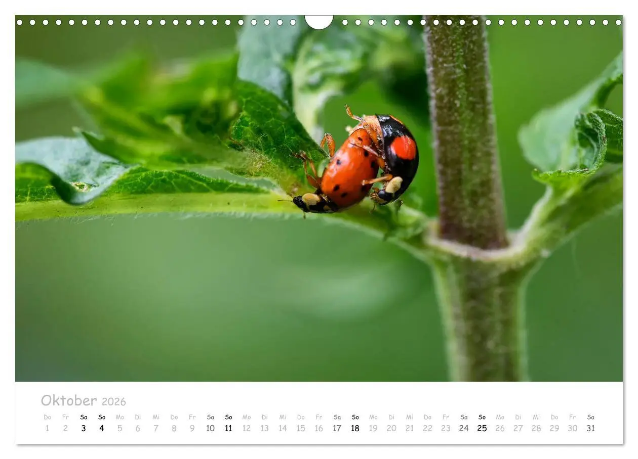 Bild: 9783457780145 | Marienkäfer - kleine Glücksmomente (Wandkalender 2026 DIN A3 quer),...