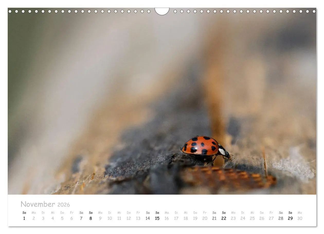 Bild: 9783457780145 | Marienkäfer - kleine Glücksmomente (Wandkalender 2026 DIN A3 quer),...