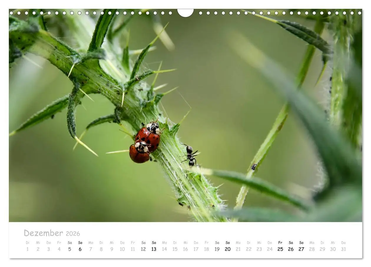 Bild: 9783457780145 | Marienkäfer - kleine Glücksmomente (Wandkalender 2026 DIN A3 quer),...