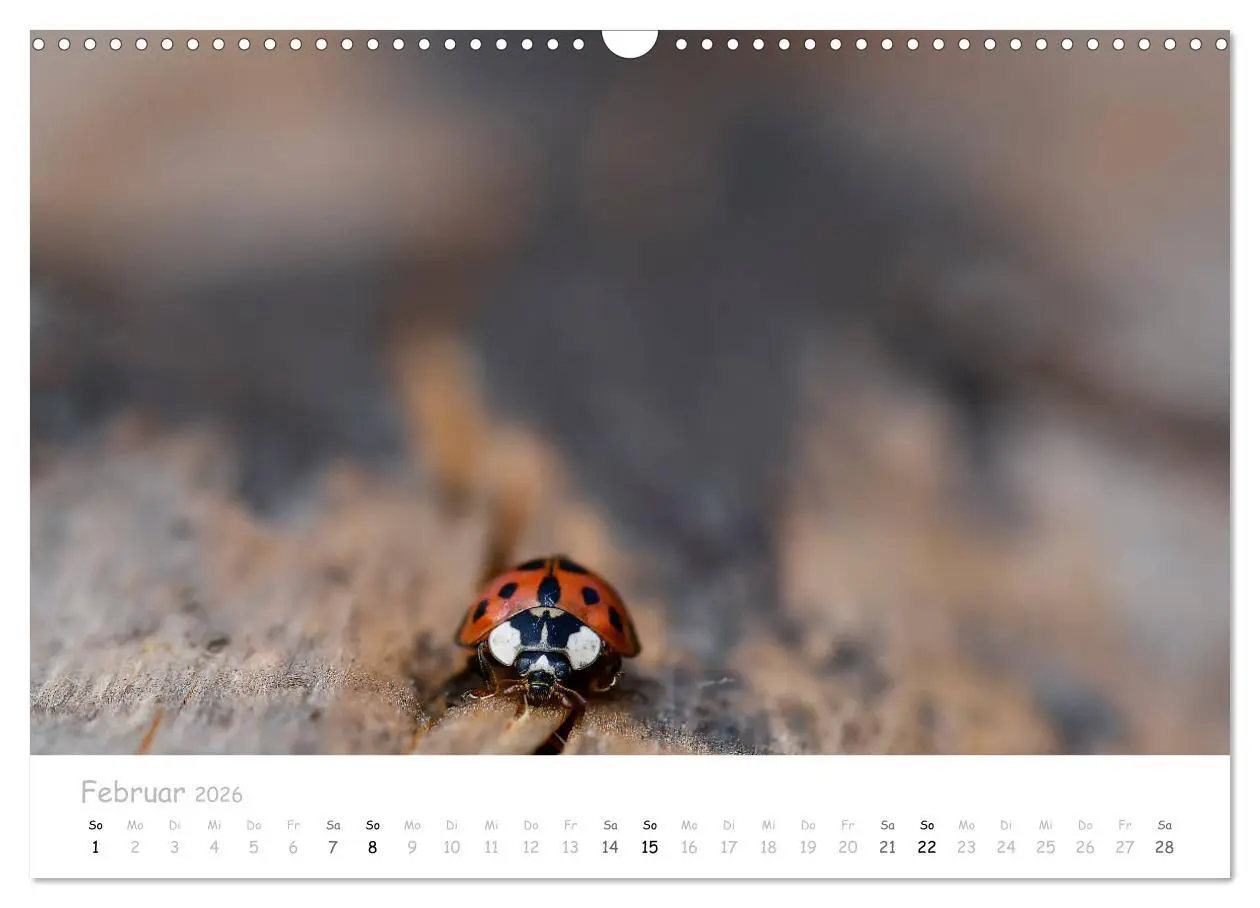 Bild: 9783457780145 | Marienkäfer - kleine Glücksmomente (Wandkalender 2026 DIN A3 quer),...