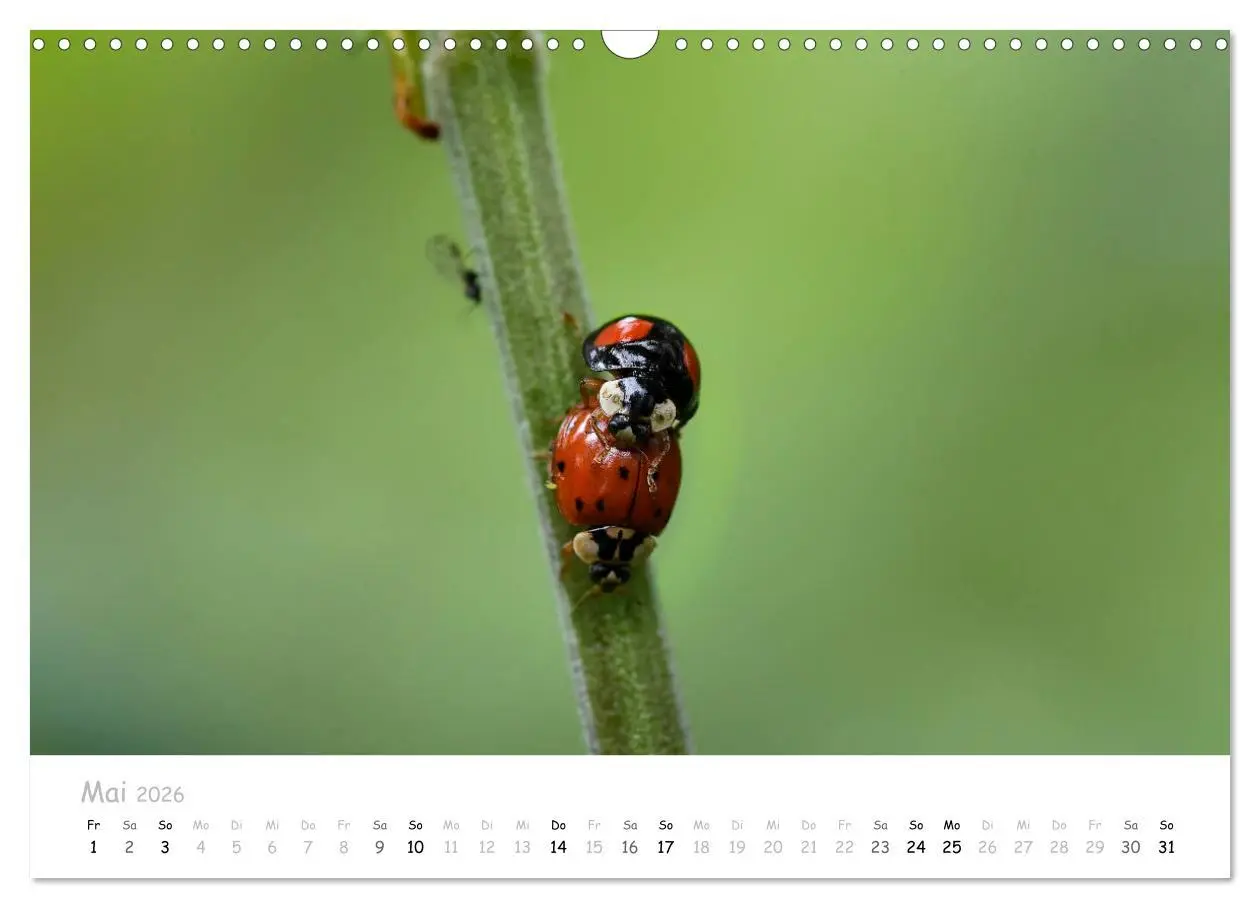 Bild: 9783457780145 | Marienkäfer - kleine Glücksmomente (Wandkalender 2026 DIN A3 quer),...