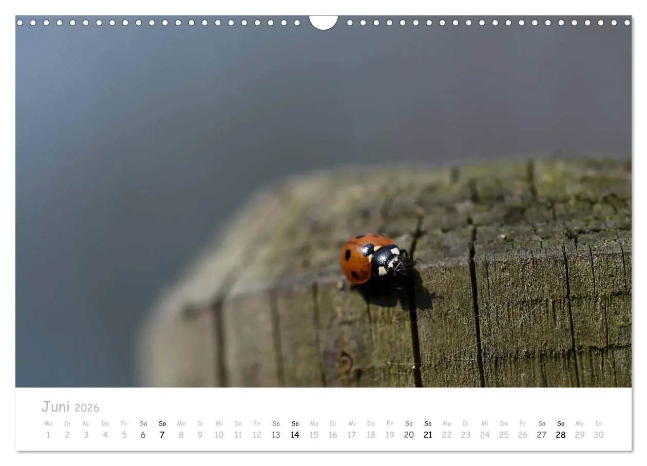 Bild: 9783457780145 | Marienkäfer - kleine Glücksmomente (Wandkalender 2026 DIN A3 quer),...