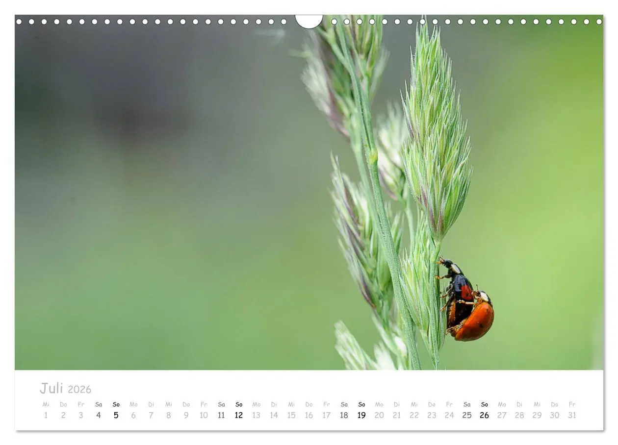 Bild: 9783457780145 | Marienkäfer - kleine Glücksmomente (Wandkalender 2026 DIN A3 quer),...