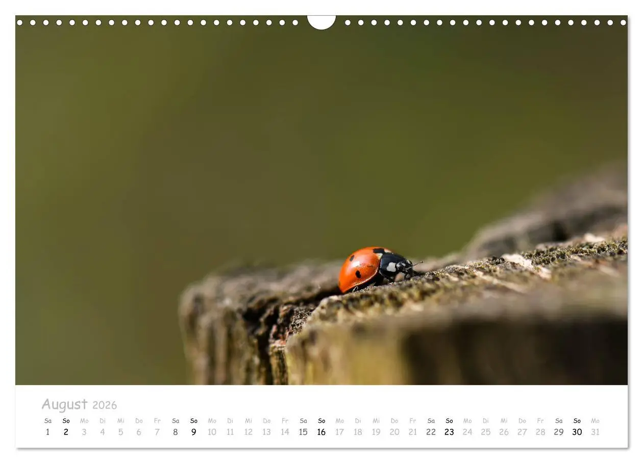 Bild: 9783457780145 | Marienkäfer - kleine Glücksmomente (Wandkalender 2026 DIN A3 quer),...