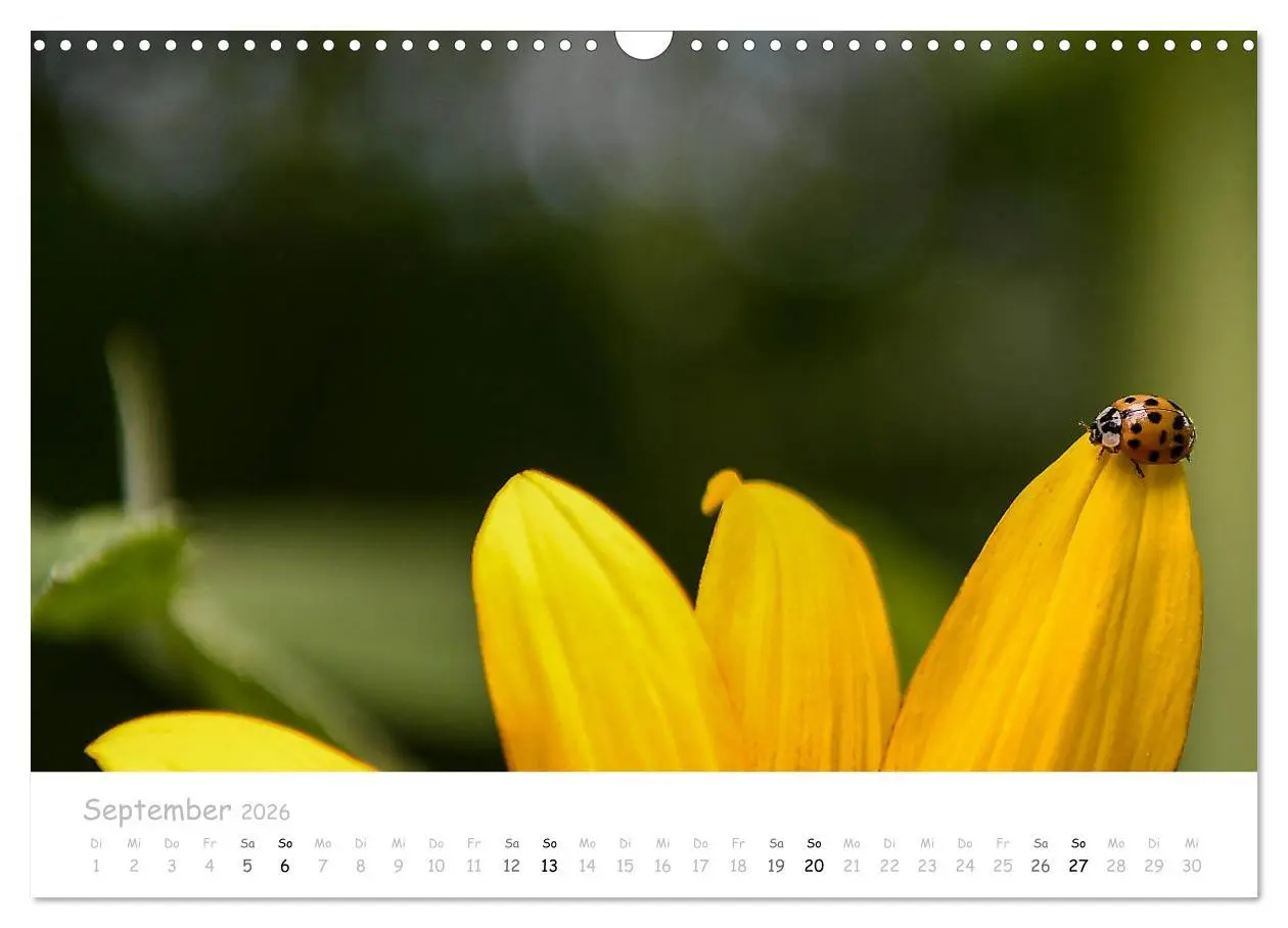 Bild: 9783457780145 | Marienkäfer - kleine Glücksmomente (Wandkalender 2026 DIN A3 quer),...