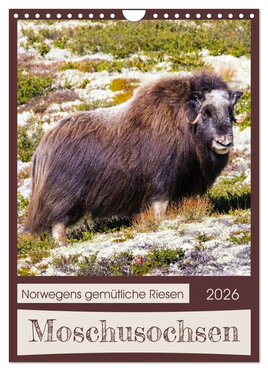 Cover: 9783516240245 | Moschusochsen - Norwegens gemütliche Riesen (Wandkalender 2026 DIN...