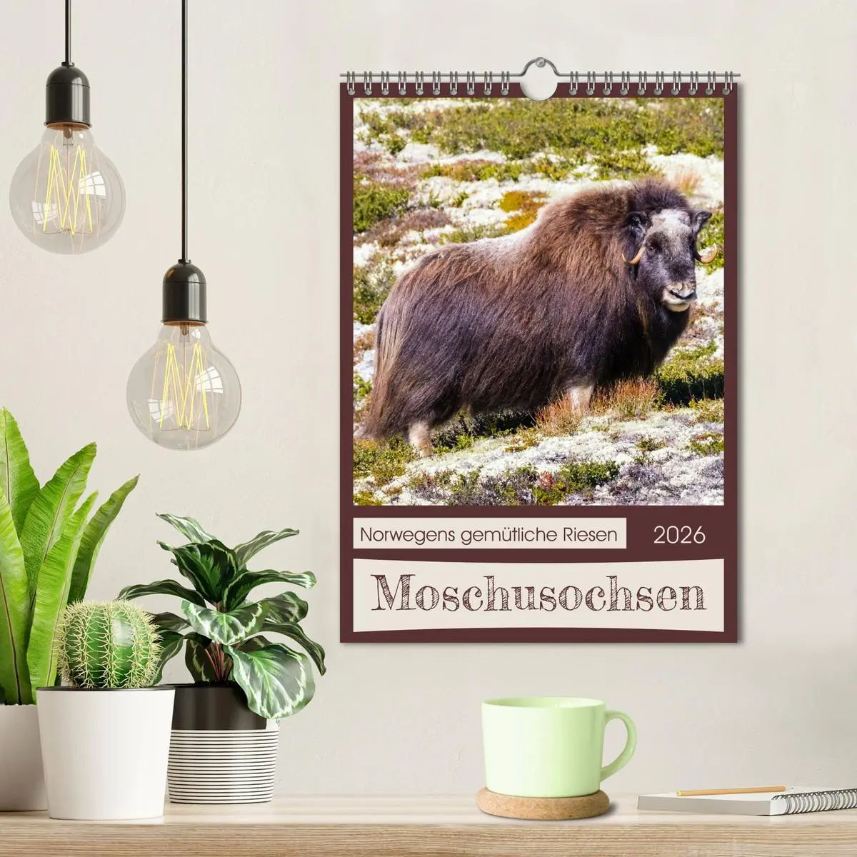 Bild: 9783516240245 | Moschusochsen - Norwegens gemütliche Riesen (Wandkalender 2026 DIN...