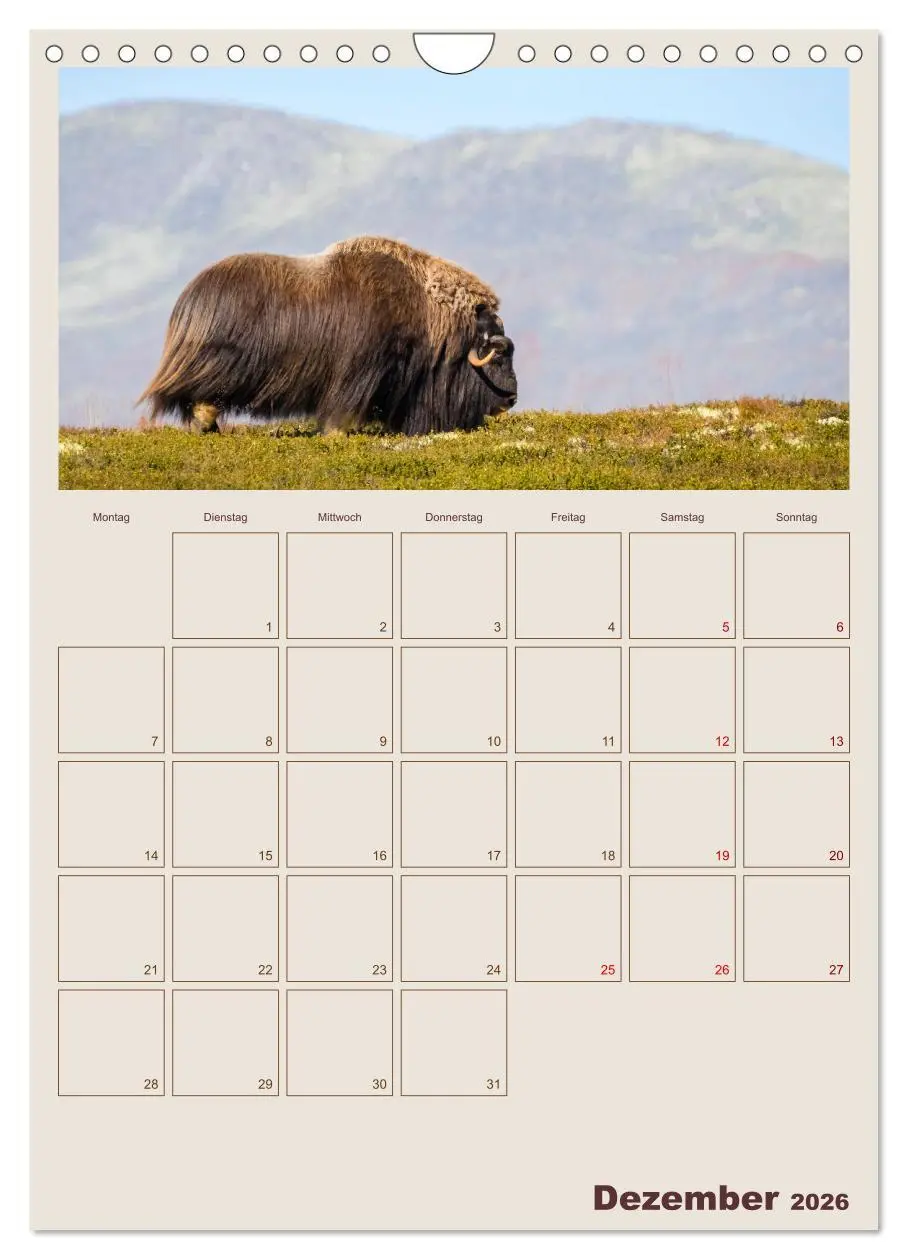 Bild: 9783516240245 | Moschusochsen - Norwegens gemütliche Riesen (Wandkalender 2026 DIN...