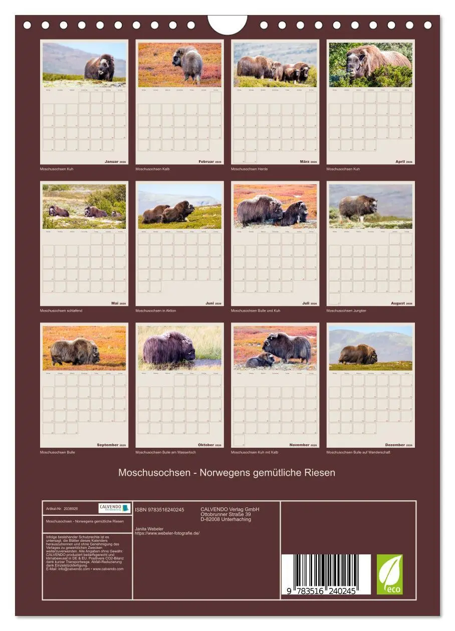 Bild: 9783516240245 | Moschusochsen - Norwegens gemütliche Riesen (Wandkalender 2026 DIN...