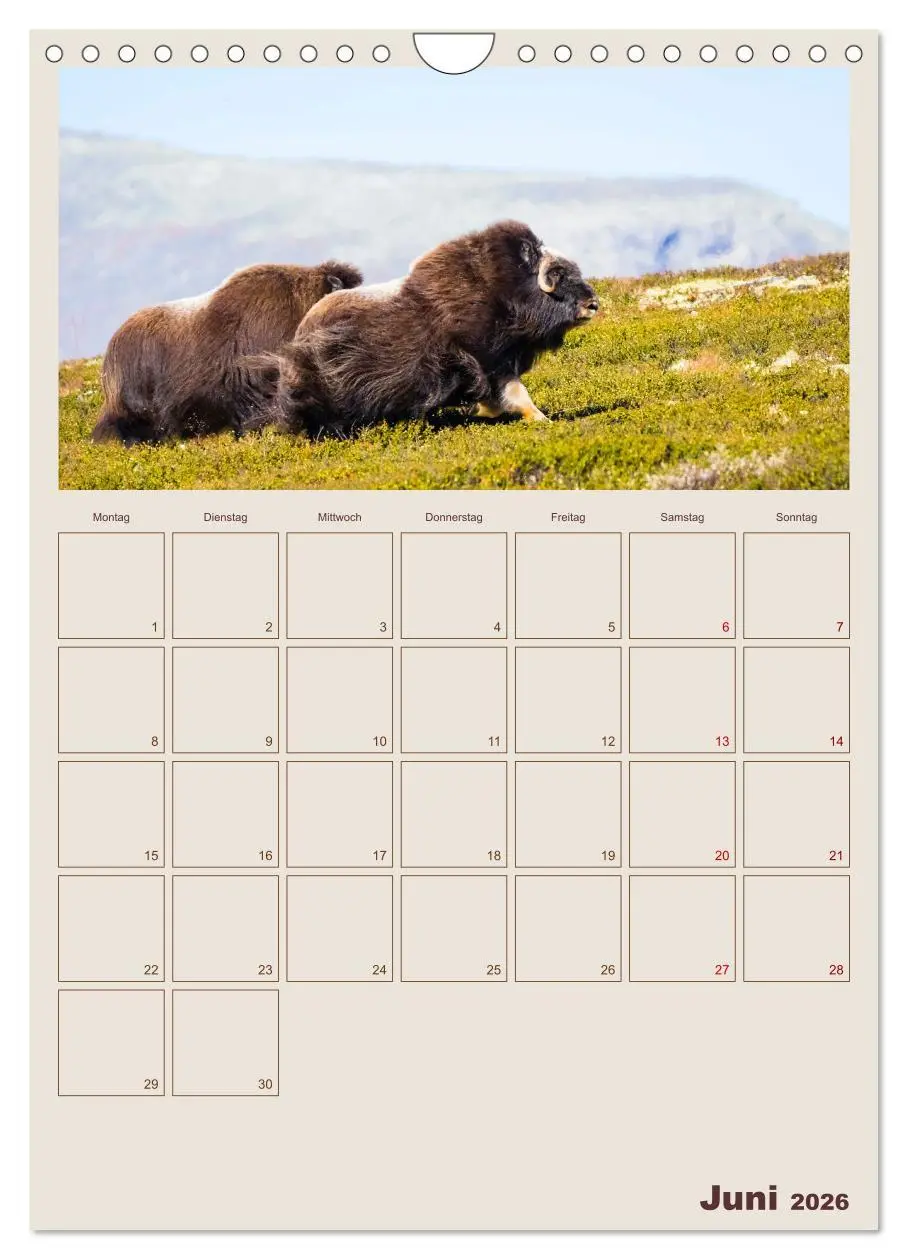 Bild: 9783516240245 | Moschusochsen - Norwegens gemütliche Riesen (Wandkalender 2026 DIN...