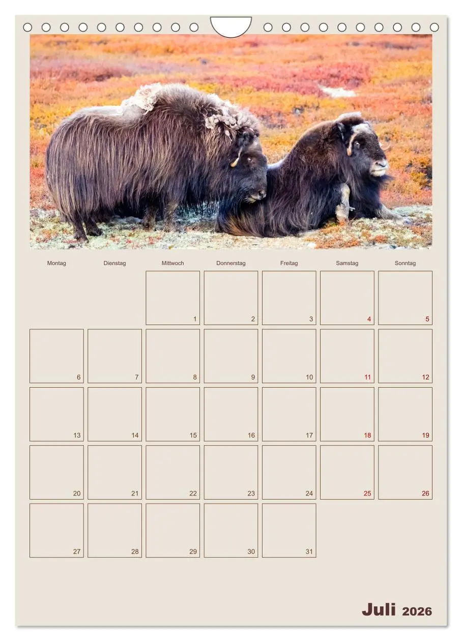 Bild: 9783516240245 | Moschusochsen - Norwegens gemütliche Riesen (Wandkalender 2026 DIN...