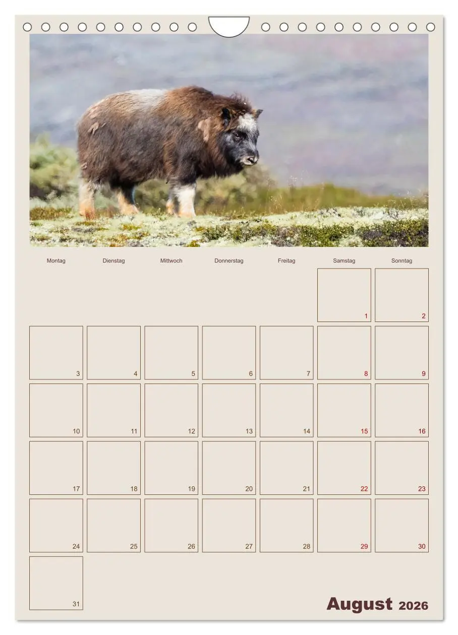 Bild: 9783516240245 | Moschusochsen - Norwegens gemütliche Riesen (Wandkalender 2026 DIN...