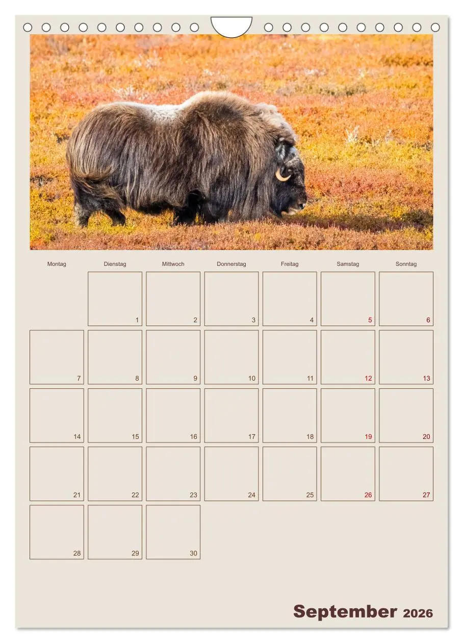 Bild: 9783516240245 | Moschusochsen - Norwegens gemütliche Riesen (Wandkalender 2026 DIN...