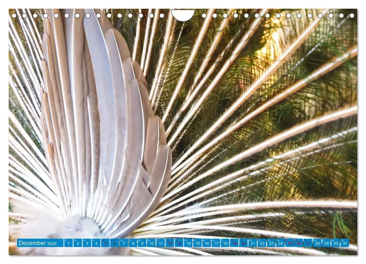 Bild: 9783457380345 | Pfauen Zauber (Wandkalender 2026 DIN A4 quer), CALVENDO Monatskalender
