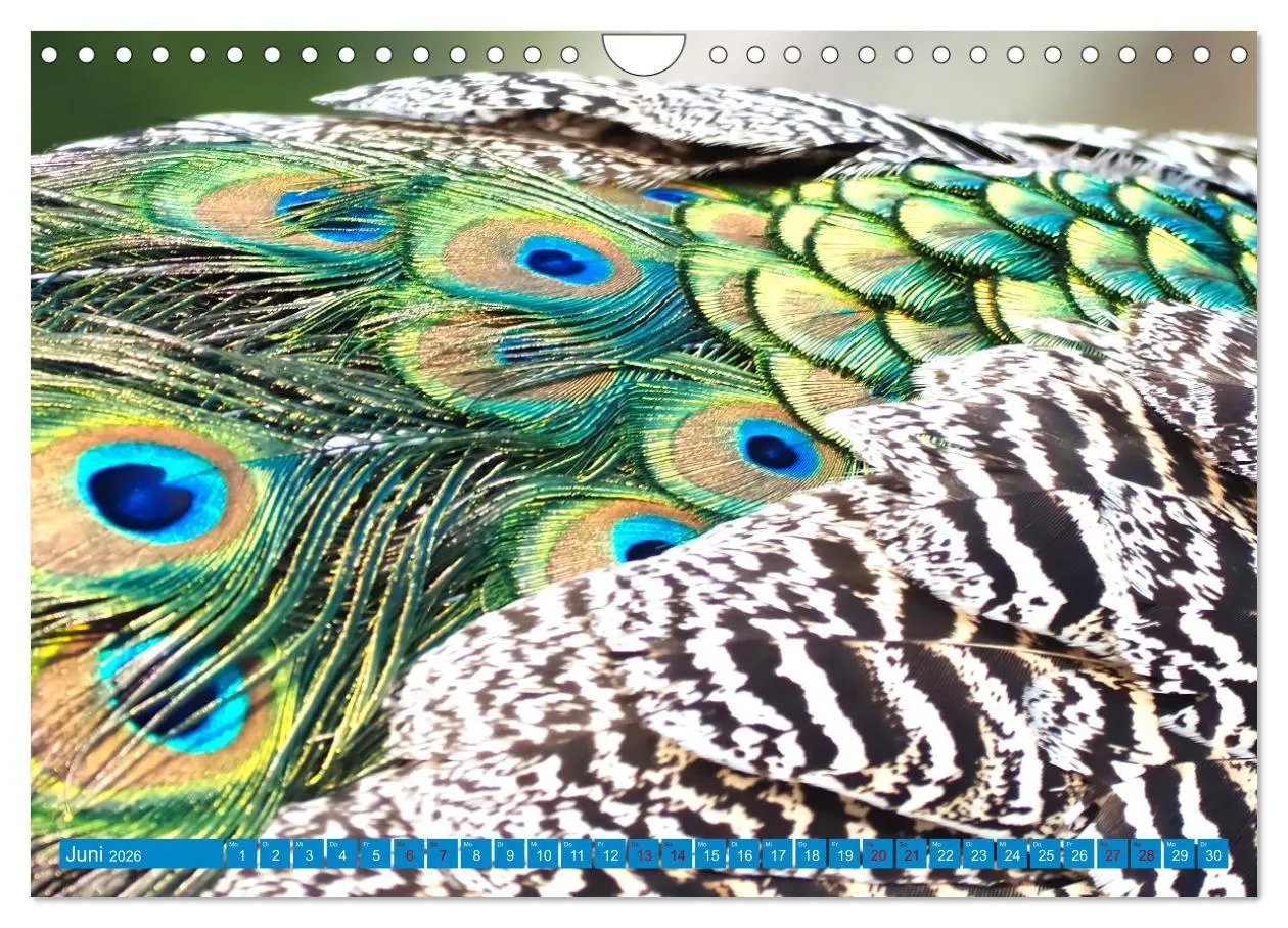 Bild: 9783457380345 | Pfauen Zauber (Wandkalender 2026 DIN A4 quer), CALVENDO Monatskalender