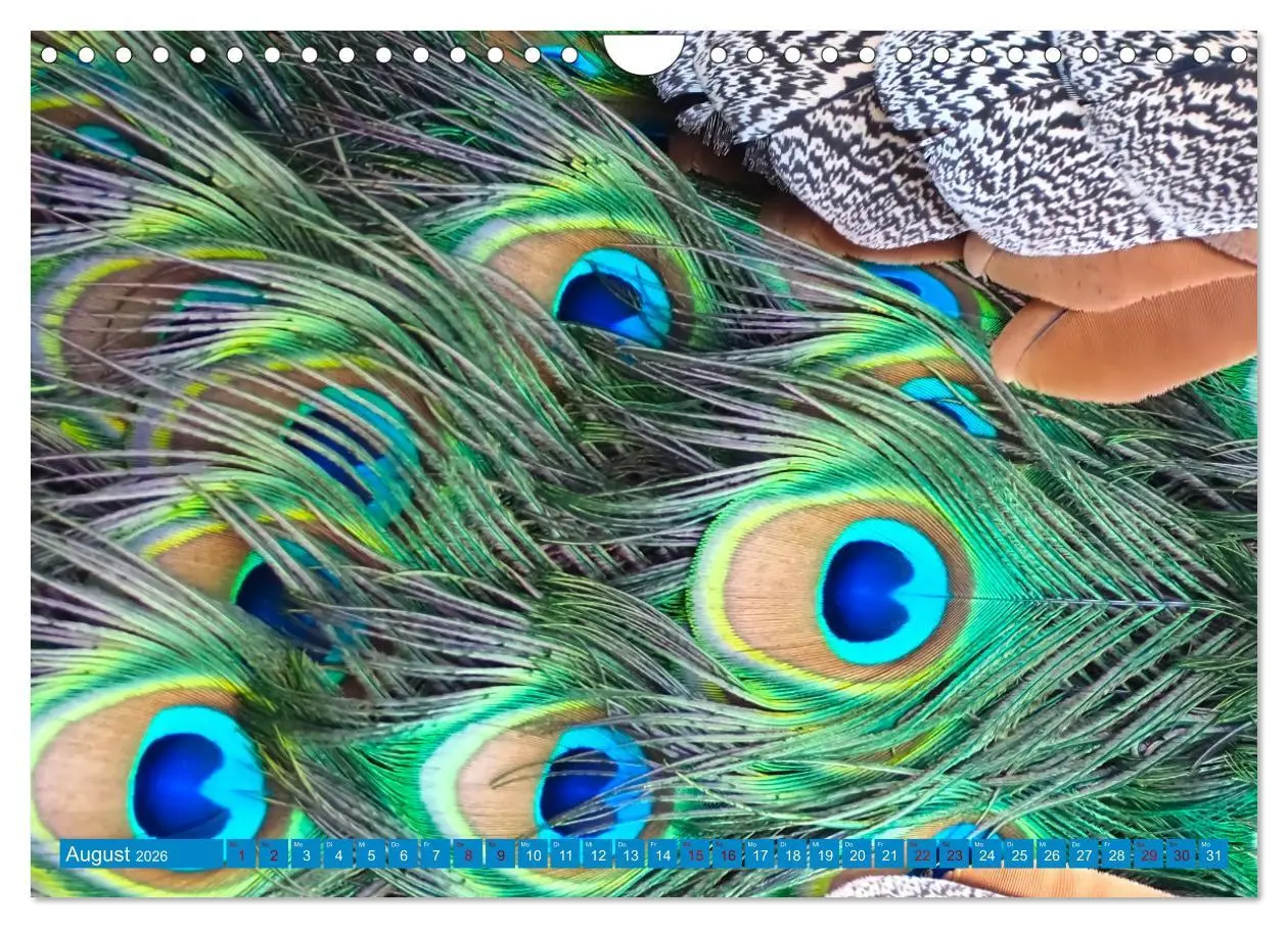 Bild: 9783457380345 | Pfauen Zauber (Wandkalender 2026 DIN A4 quer), CALVENDO Monatskalender