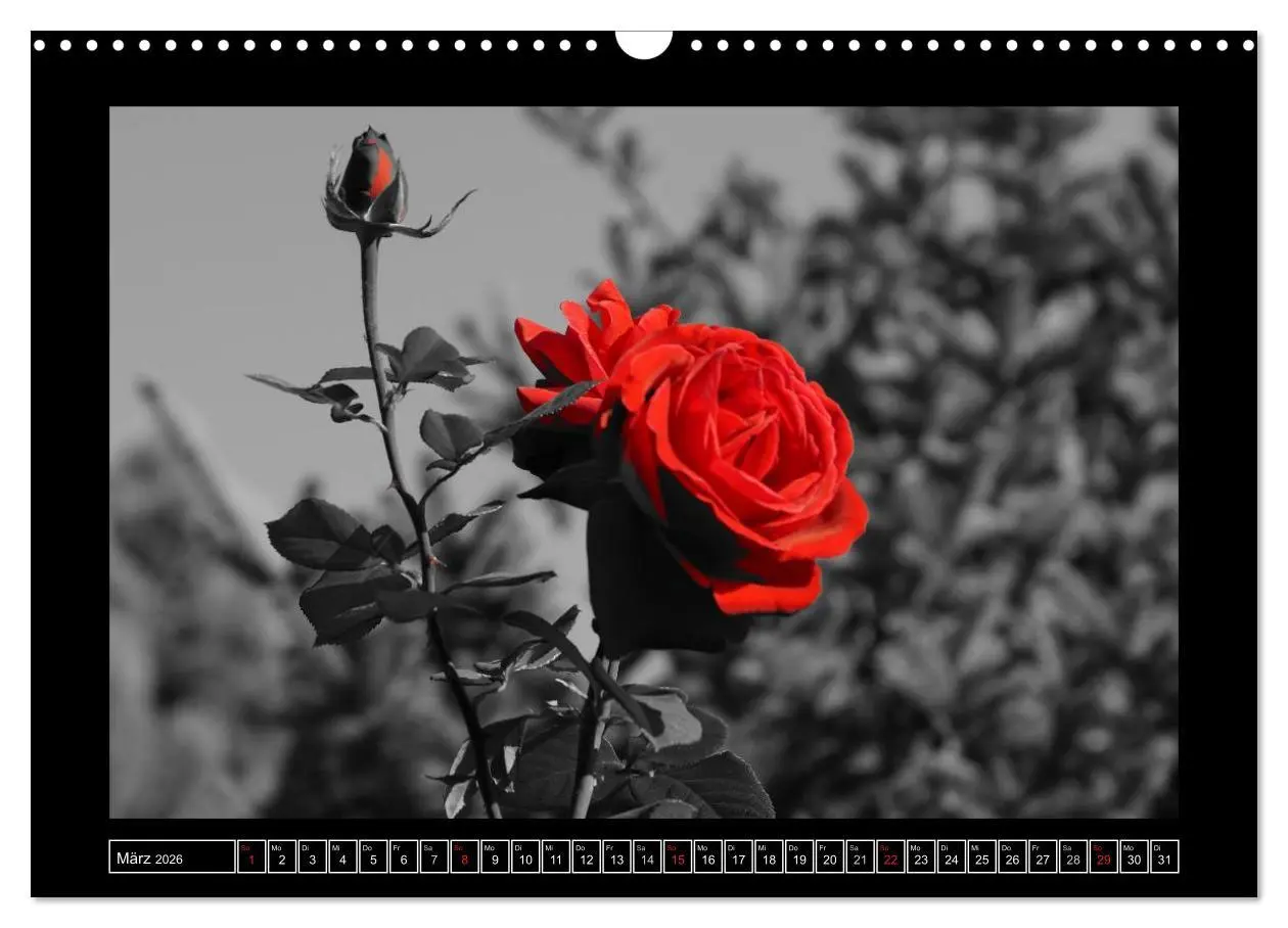 Bild: 9783516230345 | Schwarz-Weiß-Rot (Wandkalender 2026 DIN A3 quer), CALVENDO...