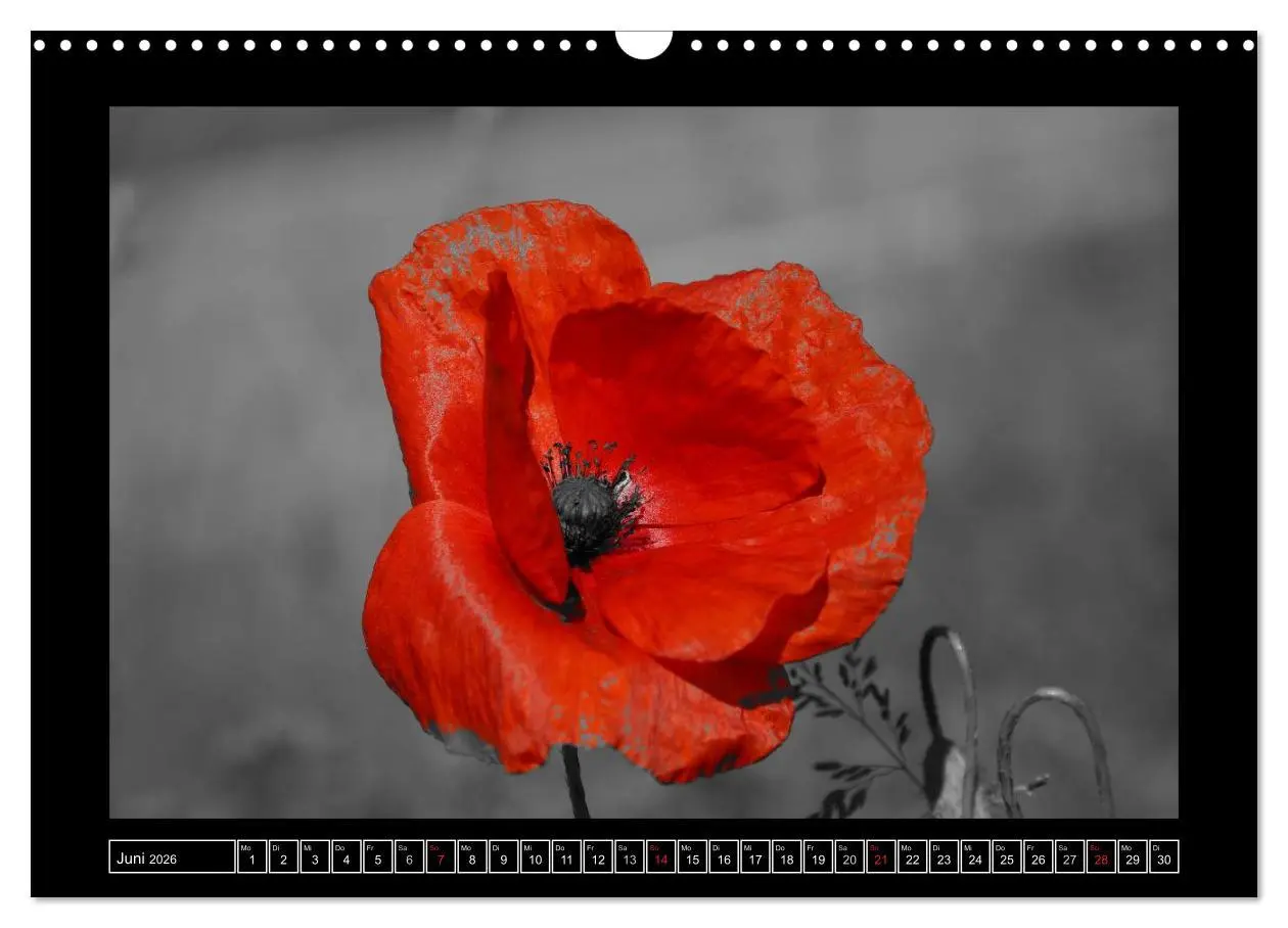 Bild: 9783516230345 | Schwarz-Weiß-Rot (Wandkalender 2026 DIN A3 quer), CALVENDO...
