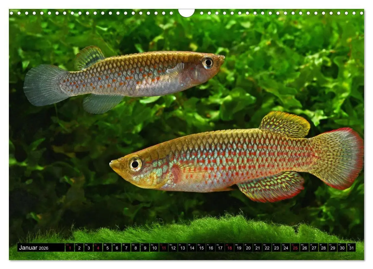 Bild: 9783457990445 | Bunte Fische der Welt - Killifische (Wandkalender 2026 DIN A3...