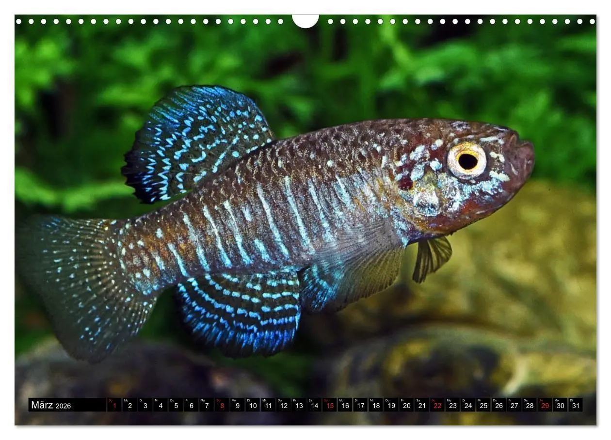 Bild: 9783457990445 | Bunte Fische der Welt - Killifische (Wandkalender 2026 DIN A3...
