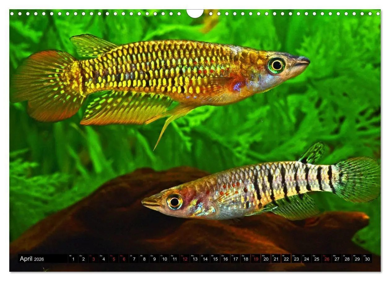 Bild: 9783457990445 | Bunte Fische der Welt - Killifische (Wandkalender 2026 DIN A3...
