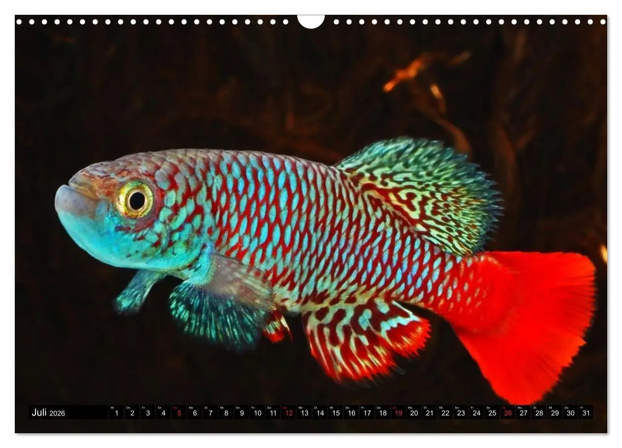 Bild: 9783457990445 | Bunte Fische der Welt - Killifische (Wandkalender 2026 DIN A3...