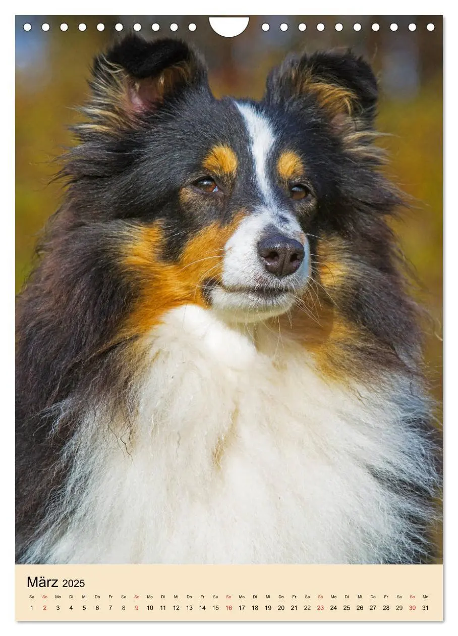 Bild: 9783435960545 | Sheltie - Wirbelwind auf 4 Pfoten (Wandkalender 2025 DIN A4 hoch),...