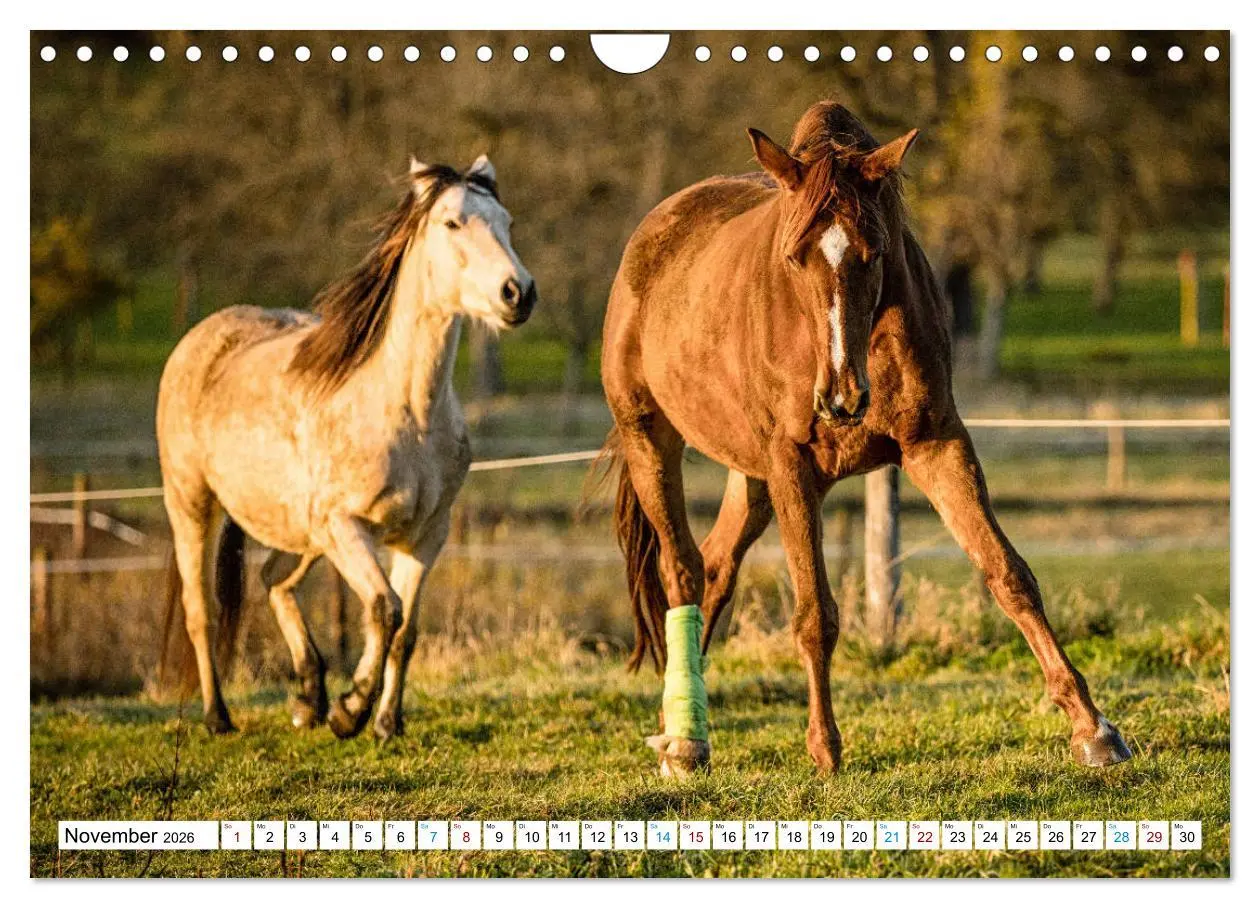 Bild: 9783457740545 | Durch das Jahr mit der Trakehner-Stute Fleur (Wandkalender 2026 DIN...