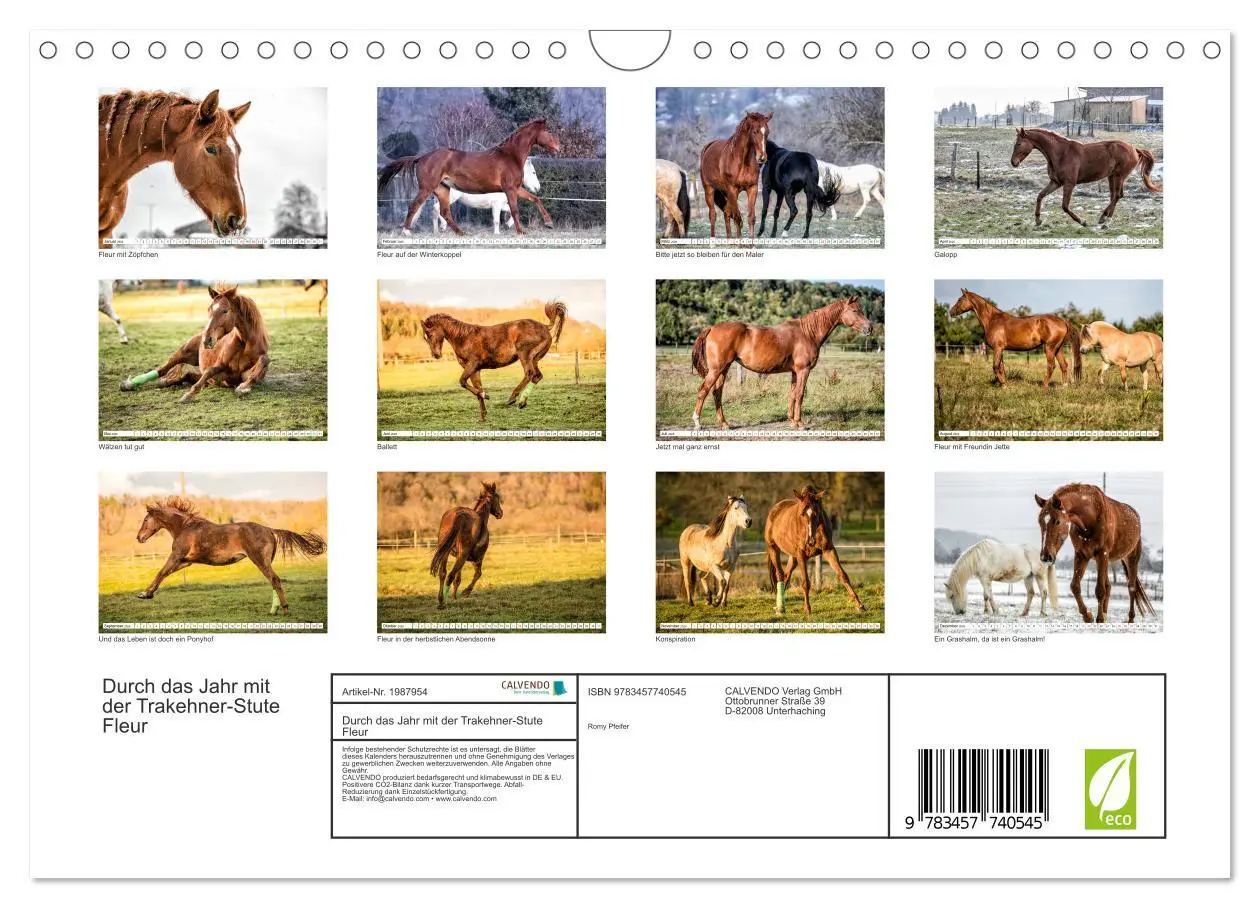 Bild: 9783457740545 | Durch das Jahr mit der Trakehner-Stute Fleur (Wandkalender 2026 DIN...