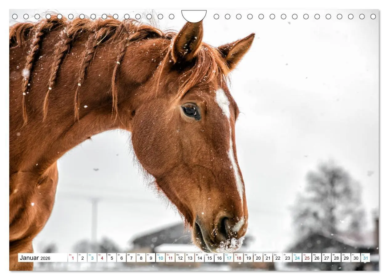 Bild: 9783457740545 | Durch das Jahr mit der Trakehner-Stute Fleur (Wandkalender 2026 DIN...