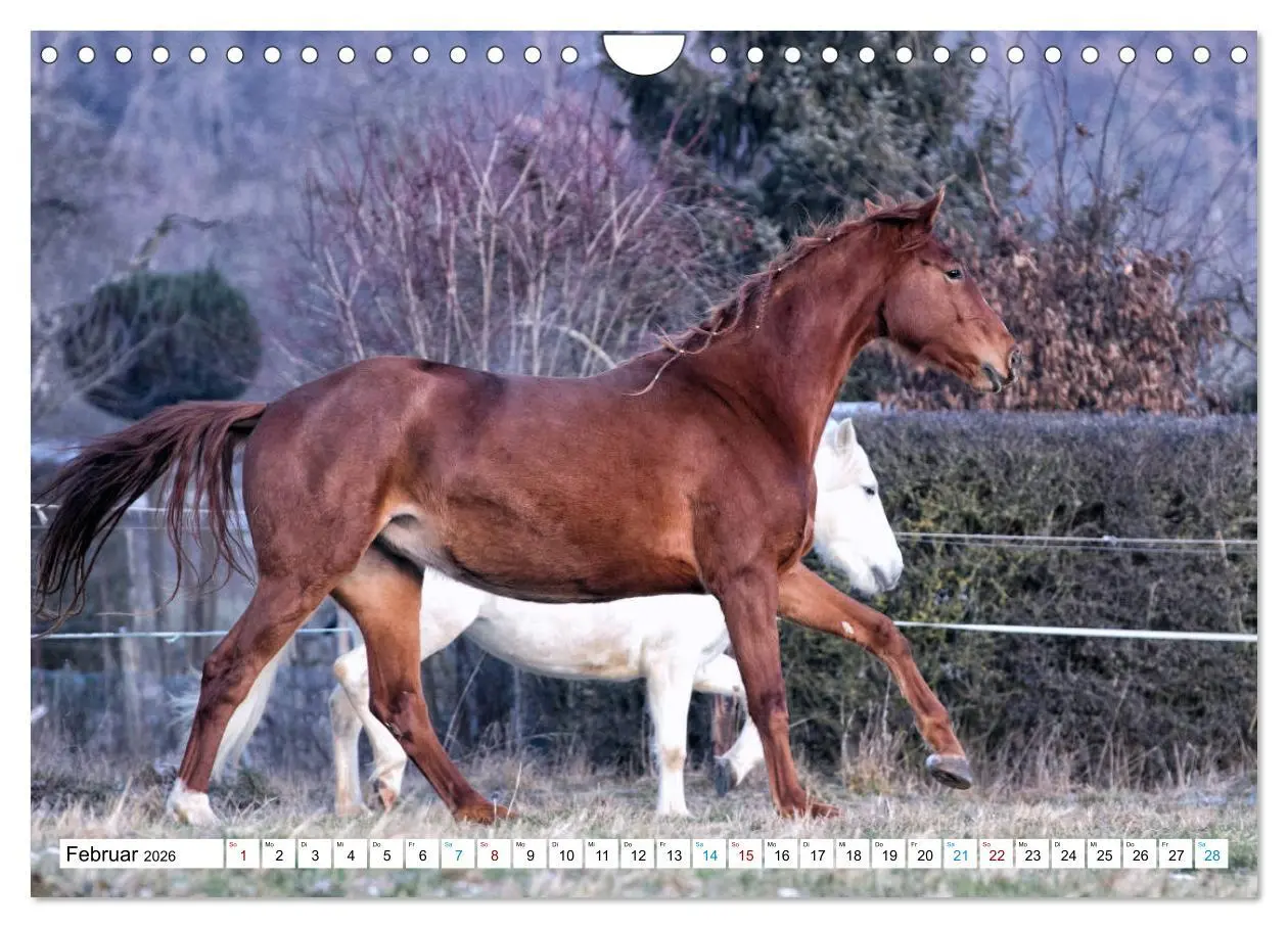 Bild: 9783457740545 | Durch das Jahr mit der Trakehner-Stute Fleur (Wandkalender 2026 DIN...