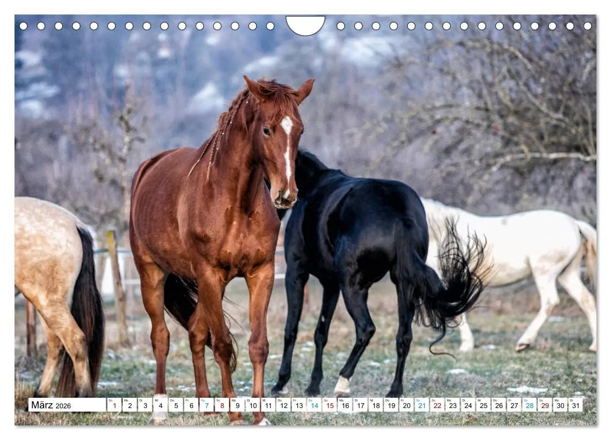 Bild: 9783457740545 | Durch das Jahr mit der Trakehner-Stute Fleur (Wandkalender 2026 DIN...