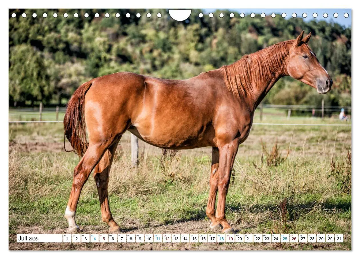 Bild: 9783457740545 | Durch das Jahr mit der Trakehner-Stute Fleur (Wandkalender 2026 DIN...